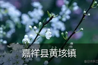 嘉祥县黄垓镇